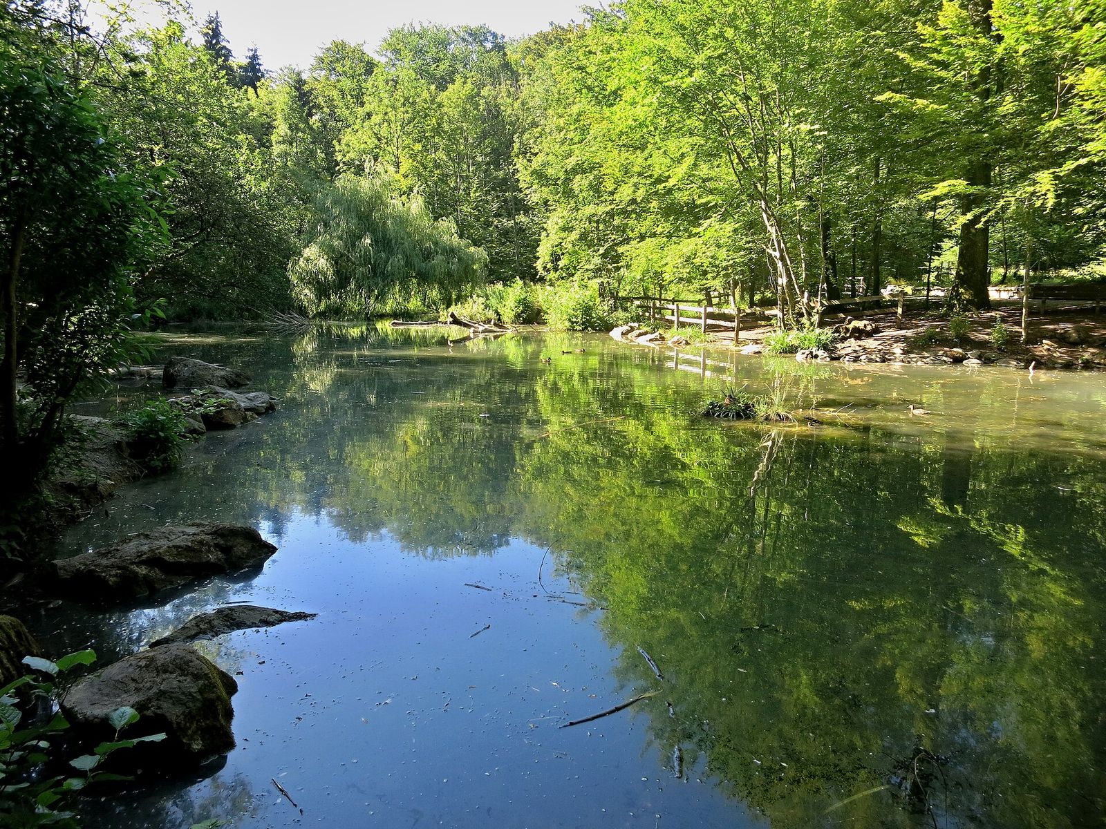 Weiher im Wald beim Degenried, umgeben von Bäumen.