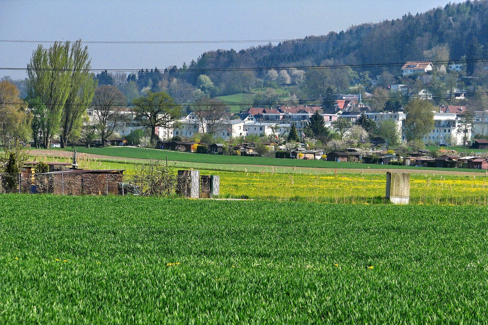 Wiesen und Felder vor Fällanden, dahinter der bewaldete Hang Richtung Pfaffhausen.